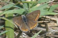 Aricia agestis