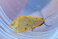 Setina irrorella