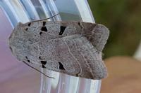 Eugnorisma glareosa