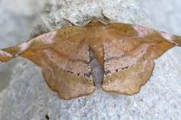 Apeira syringaria
