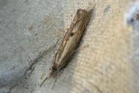 Agriphila geniculea