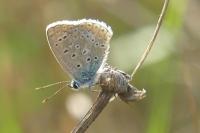 Polyommatus icarus