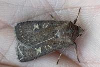 Xestia xanthographa