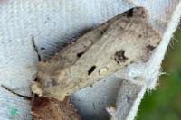 Agrotis trux