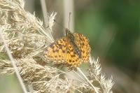 Boloria selene
