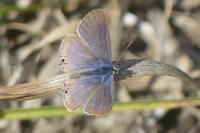 Lampides boeticus