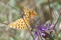 Issoria lathonia