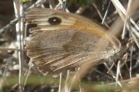 Maniola jurtina