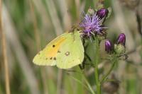 Colias crocea