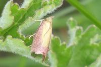 Oncocera semirubella