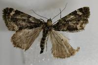 Chloroclysta siterata