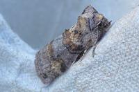 Cymatophorina diluta