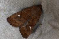 Eupsilia transversa