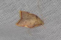 Carcina quercana