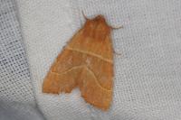 Atethmia centrago