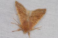 Cirrhia ocellaris