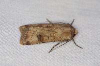 Agrotis trux