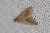 Mecyna asinalis