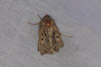 Tholera decimalis