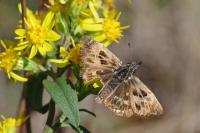 Carcharodus alceae