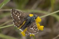 Pyrgus serratulae