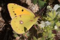 Colias crocea