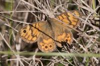Lasiommata megera