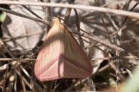 Rhodometra sacraria