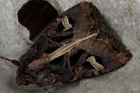 Trigonophora flammea