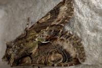 Allophyes oxyacanthae