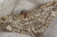 Peribatodes rhomboidaria