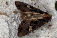 Trigonophora flammea