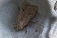 Xestia castanea