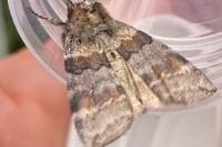 Cymatophorina diluta