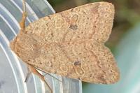 Propenistra laevis