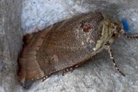Noctua janthe