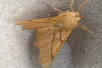 Ennomos erosaria