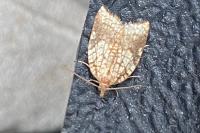Acleris rhombana