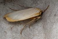 Katha depressa
