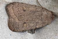 Xestia castanea