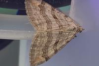 Aplocera efformata