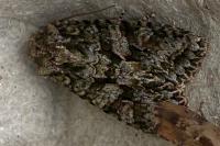 Dryobotodes eremita
