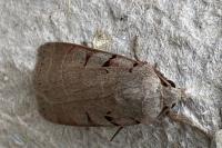 Eugnorisma glareosa