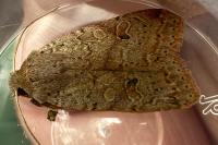 Propenistra laevis