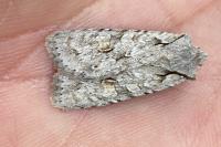 Lithophane ornitopus