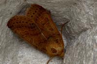 Anchoscelis pistacinoides