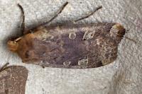 Conistra erythrocephala