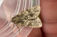 Acronicta rumicis