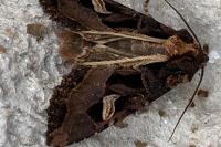 Trigonophora flammea