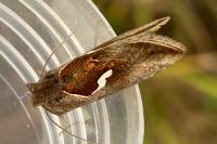 Macdunnoughia confusa